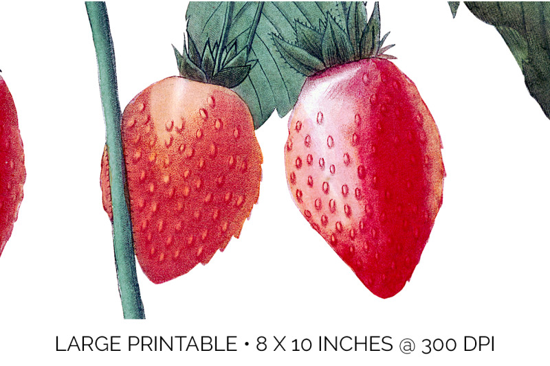 strawberry-fruit-clipart