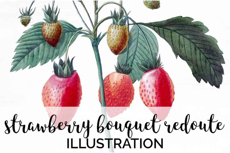 strawberry-fruit-clipart