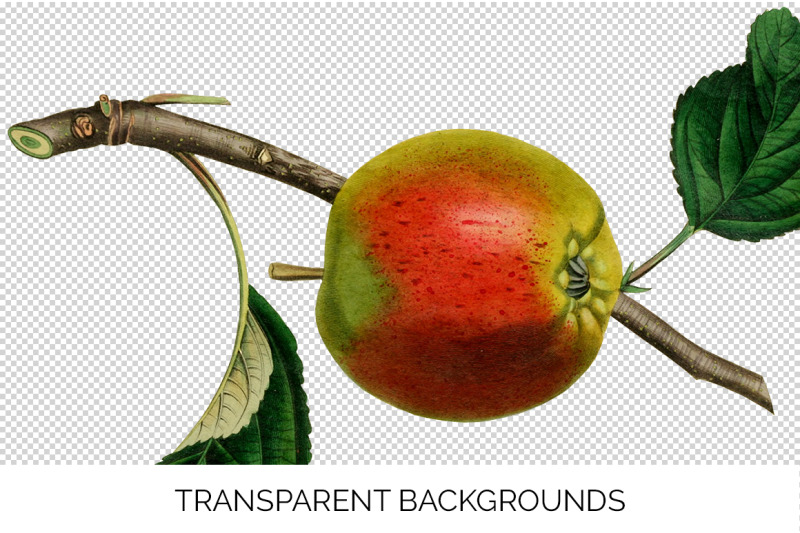 apple-fruit-clipart