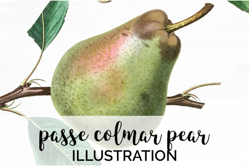 pear-fruit-clipart