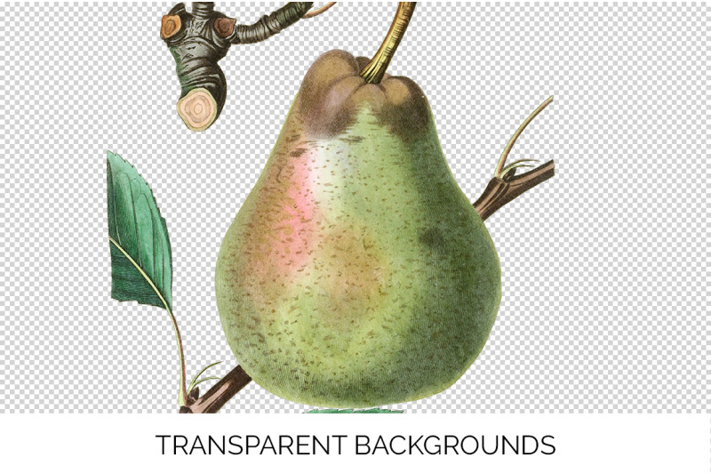 pear-fruit-clipart