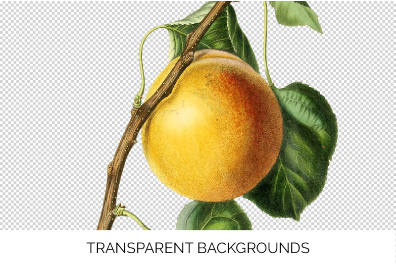 apricot-fruit-clipart