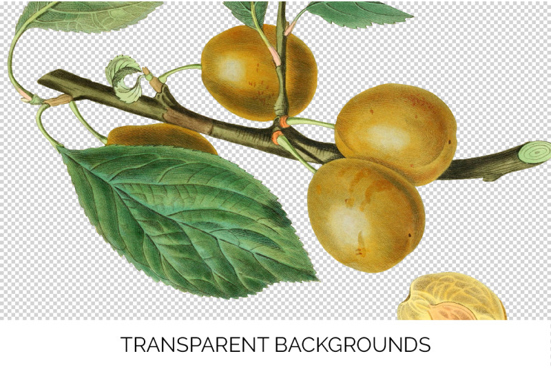 plum-clipart-fruit