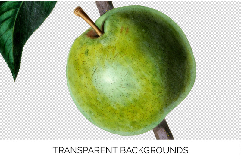 pear-fruit-clipart