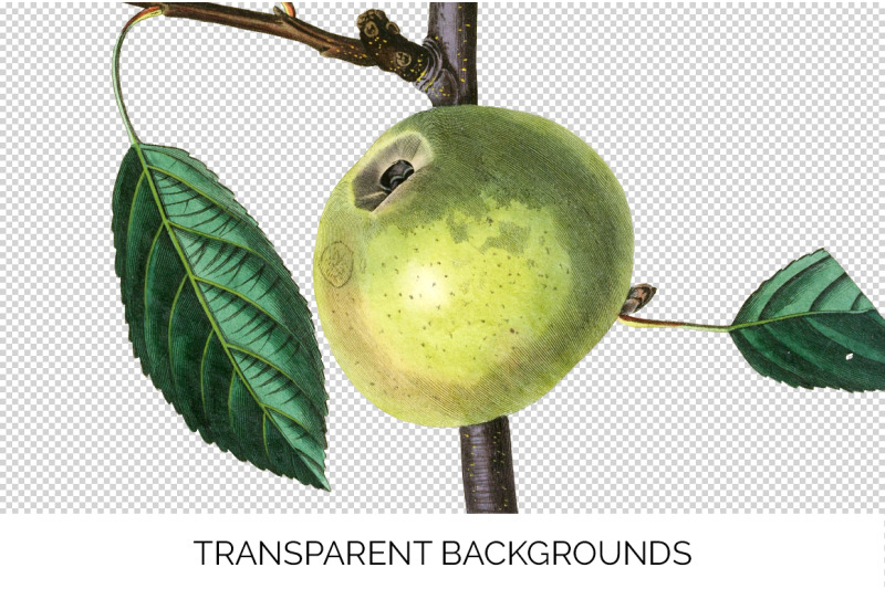 apple-fruit-clipart