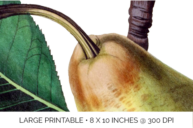 fruit-jargonelle-pear-vintage-clipart-graphics