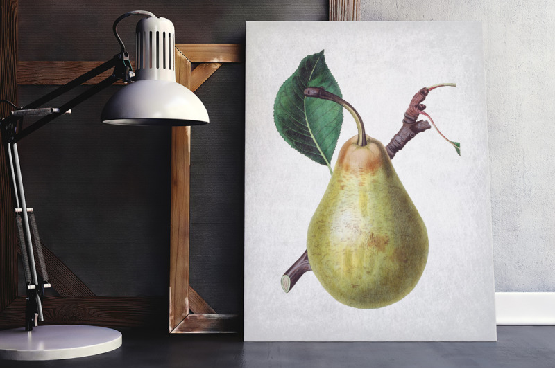 fruit-jargonelle-pear-vintage-clipart-graphics