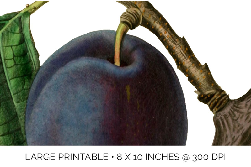 plum-clipart-fruit