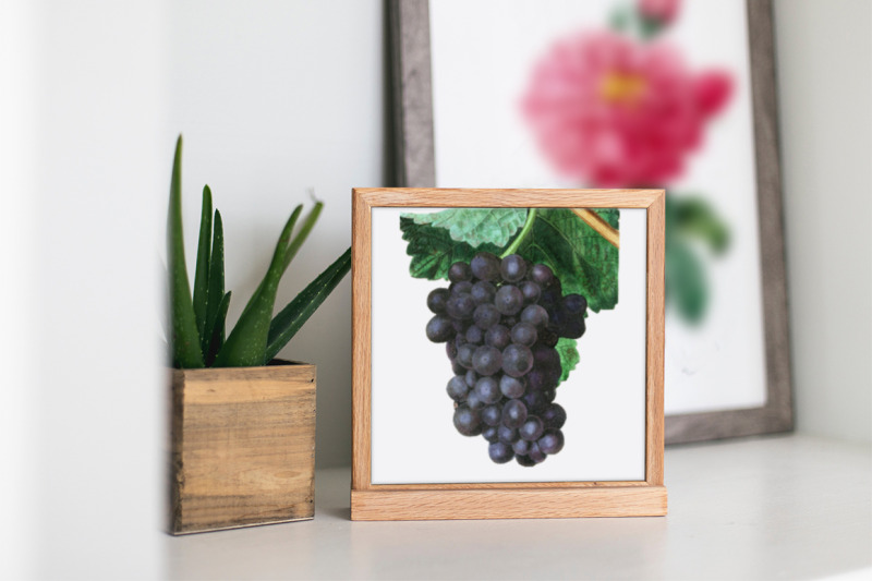 grapes-clipart-fruit