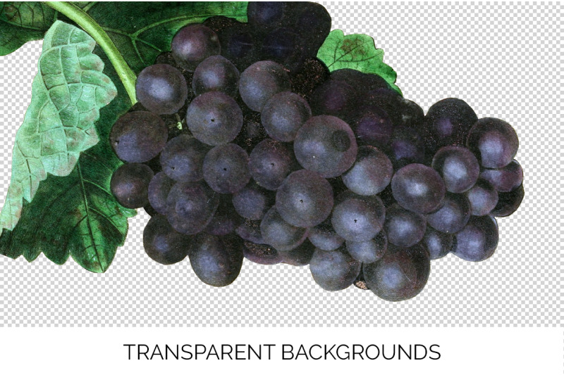 grapes-clipart-fruit