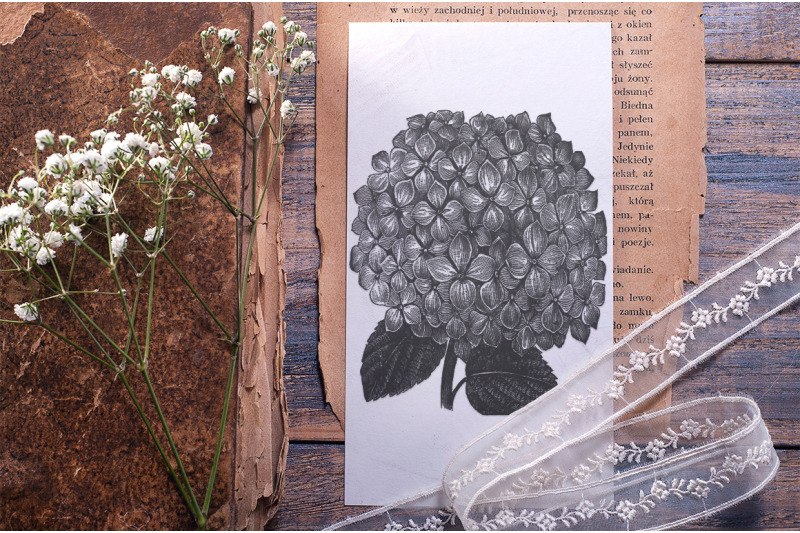 hydrangea-black-and-white-clipart