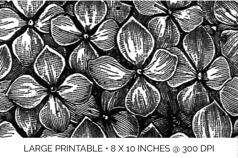 hydrangea-black-and-white-clipart