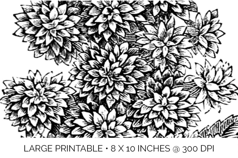 flowers-black-and-white-clipart