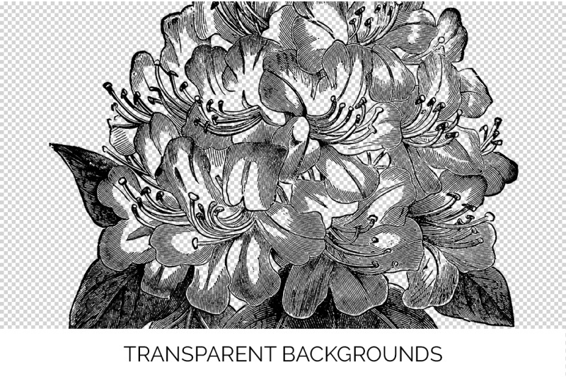rhododendron-black-and-white-clipart