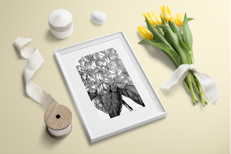 rhododendron-black-and-white-clipart