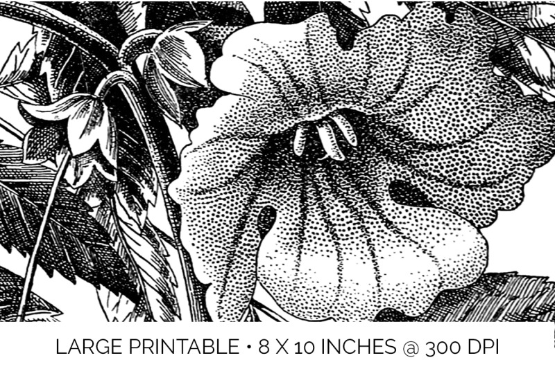 flowers-black-and-white-clipart