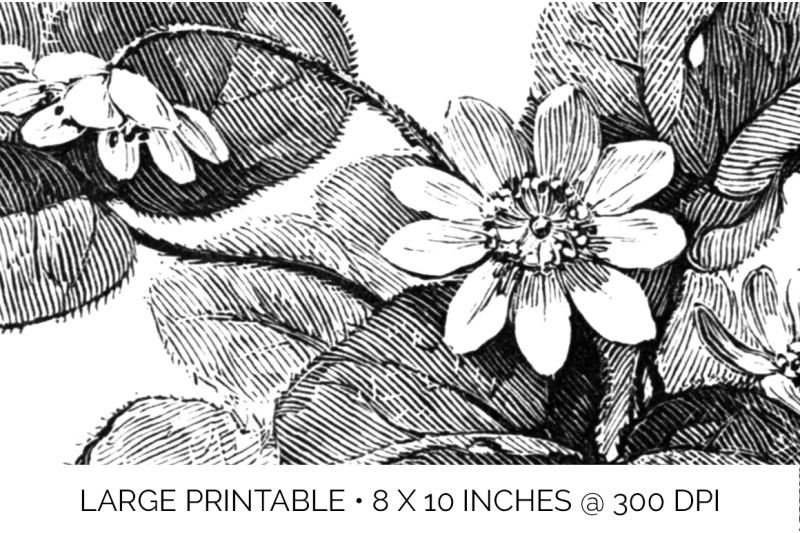 flowers-black-and-white-clipart