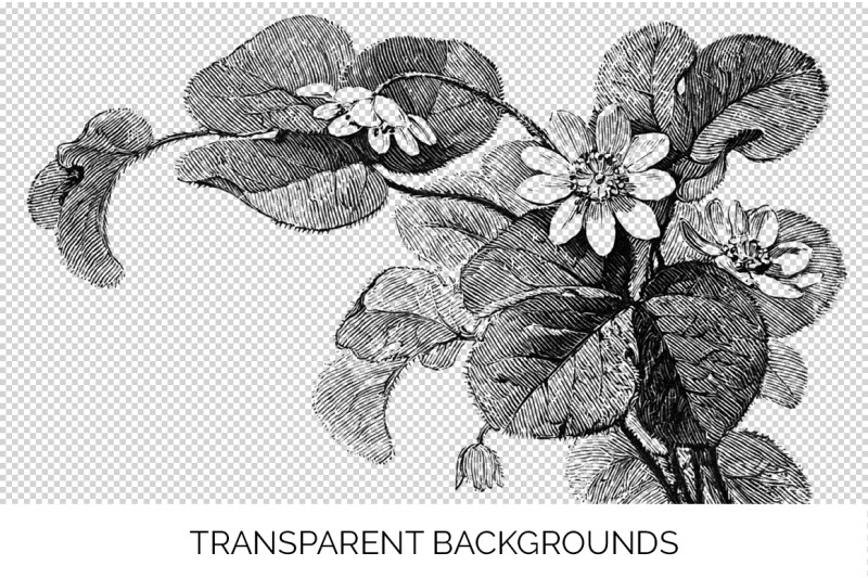 flowers-black-and-white-clipart