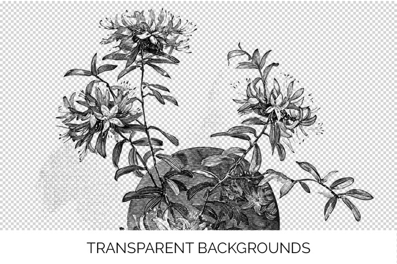 flowers-black-and-white-clipart