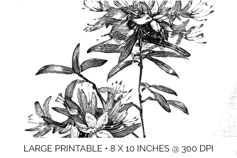 flowers-black-and-white-clipart