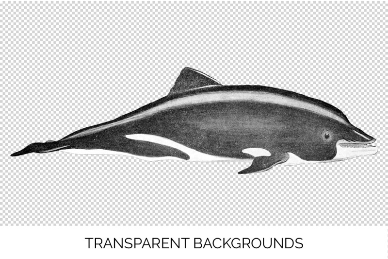 dolphin-clipart-benguela-dolphin