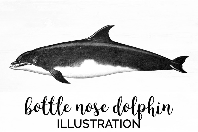 dolphin-clipart-bottle-nose-dolphin