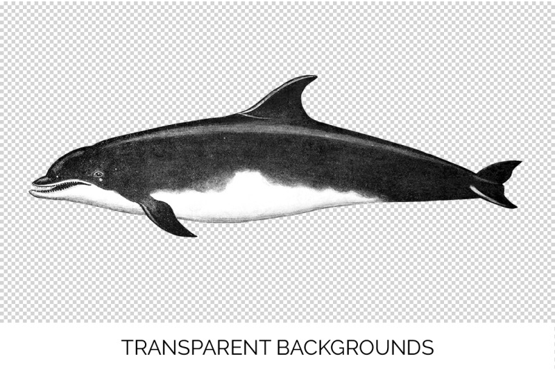 dolphin-clipart-bottle-nose-dolphin