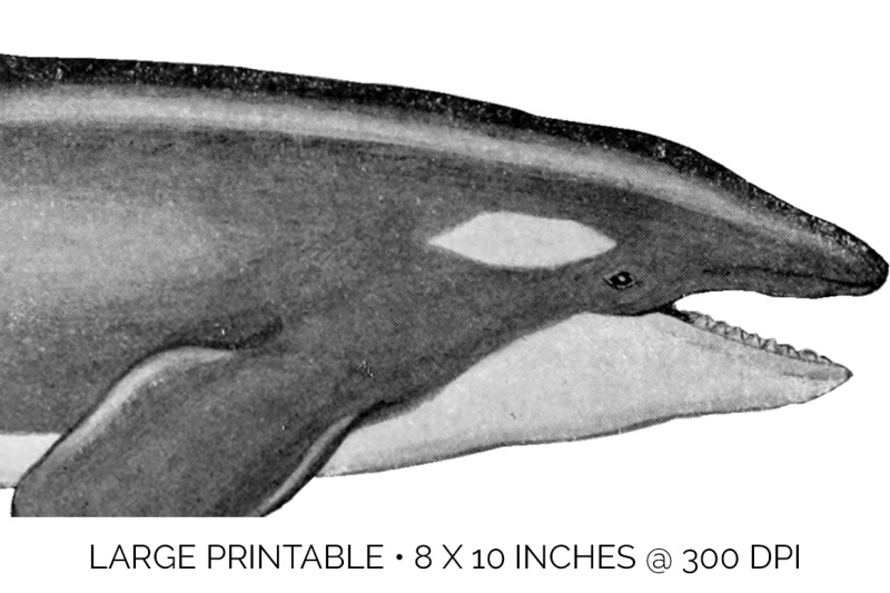whale-orca-killer-clipart