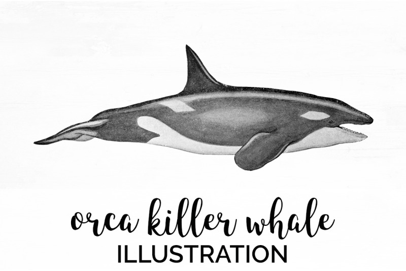 whale-orca-killer-clipart