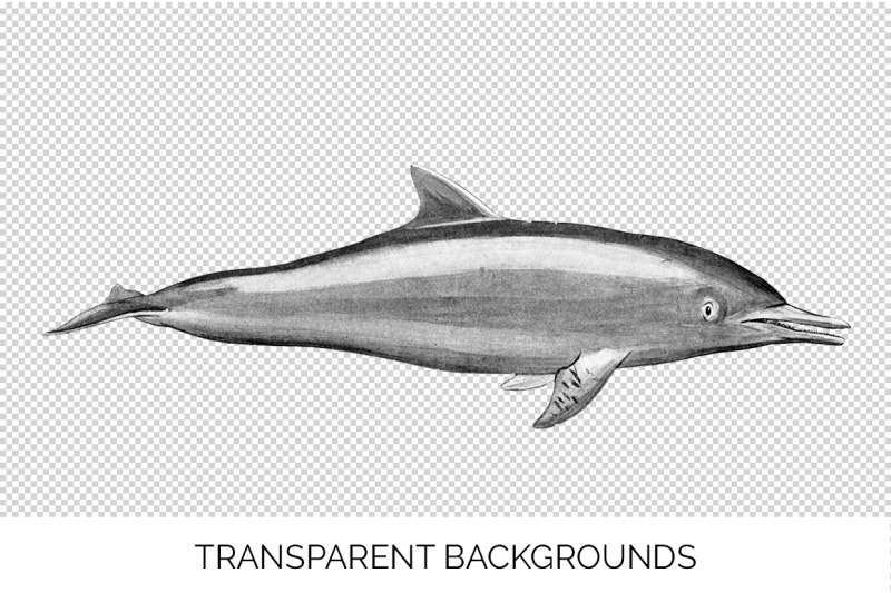 dolphin-clipart-rough-toothed-dolphin
