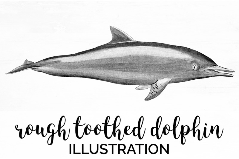 dolphin-clipart-rough-toothed-dolphin