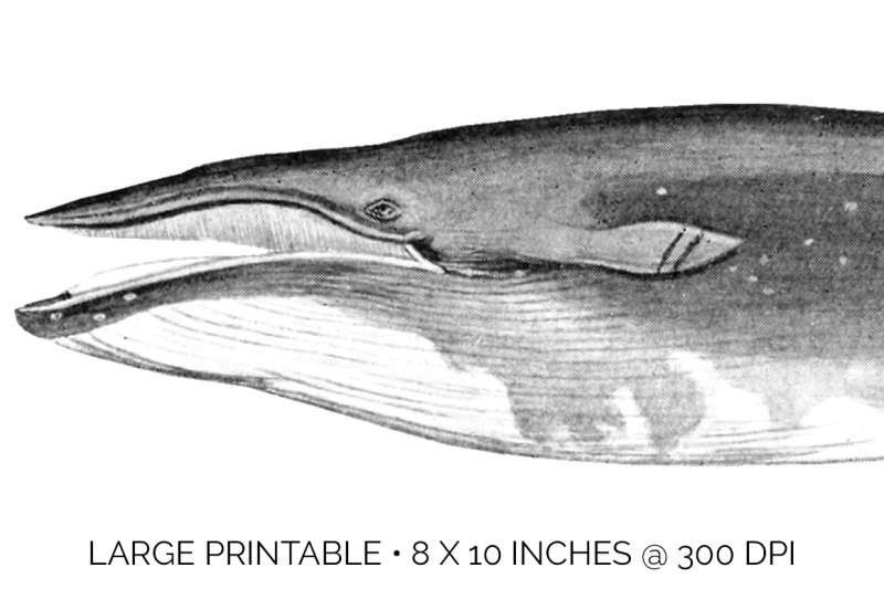 whale-sei-clipart