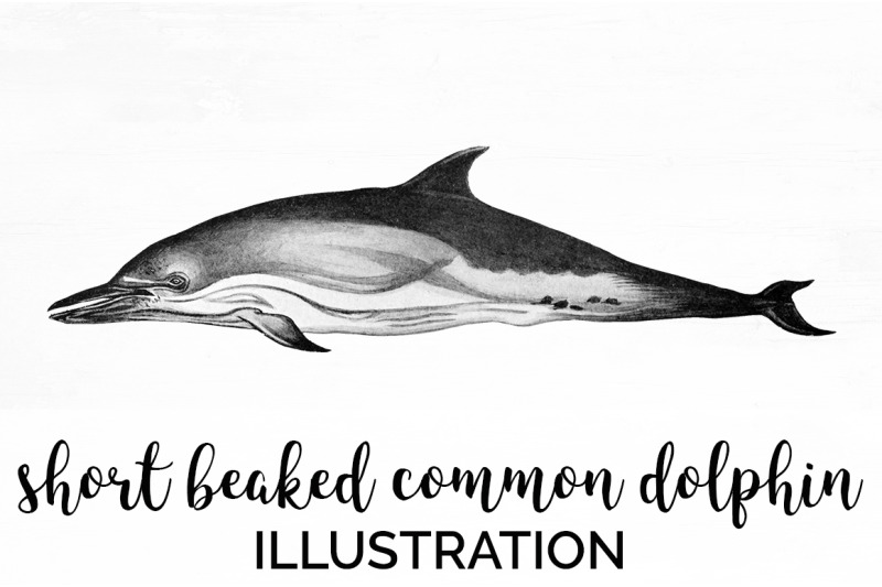 dolphin-clipart-short-beaked-dolphin