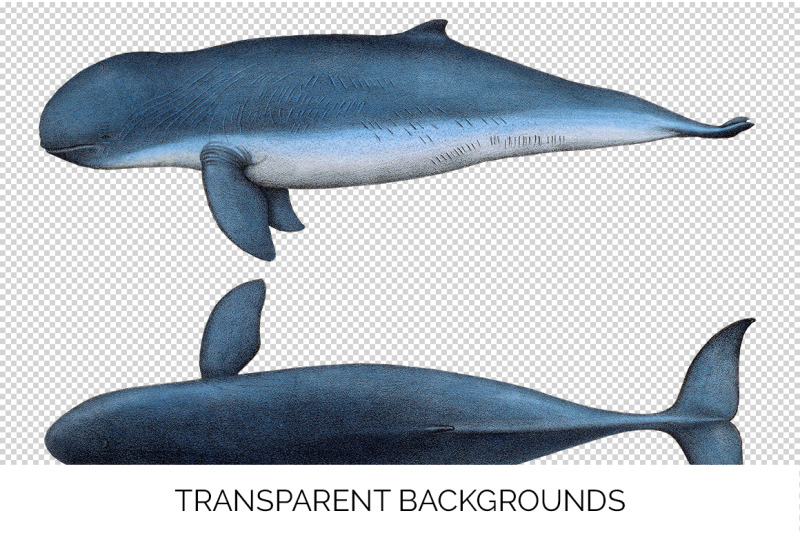 dolphin-clipart-irrawaddy-dolphin