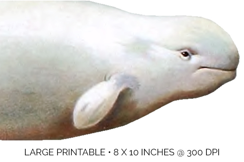 whale-beluga-clipart