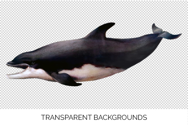 dolphin-clipart-bottlenose-dolphin