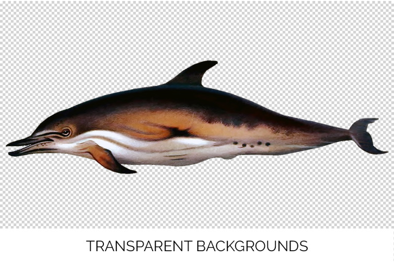dolphin-clipart-common-dolphin