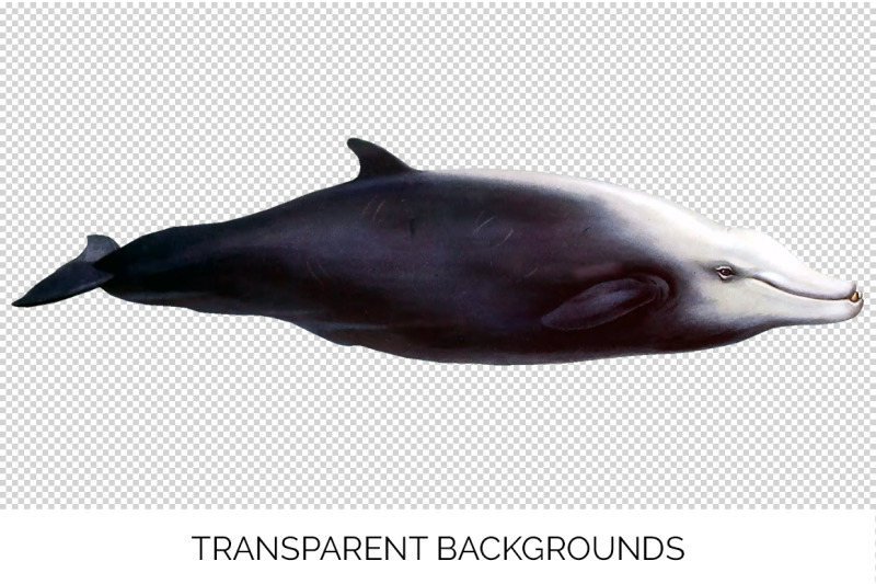 whale-beaked-clipart