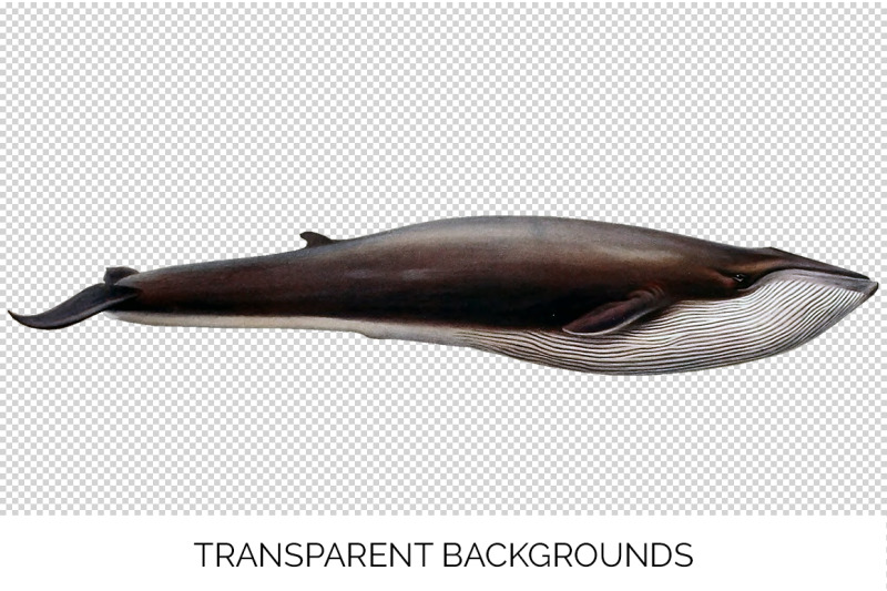 whale-fin-clipart
