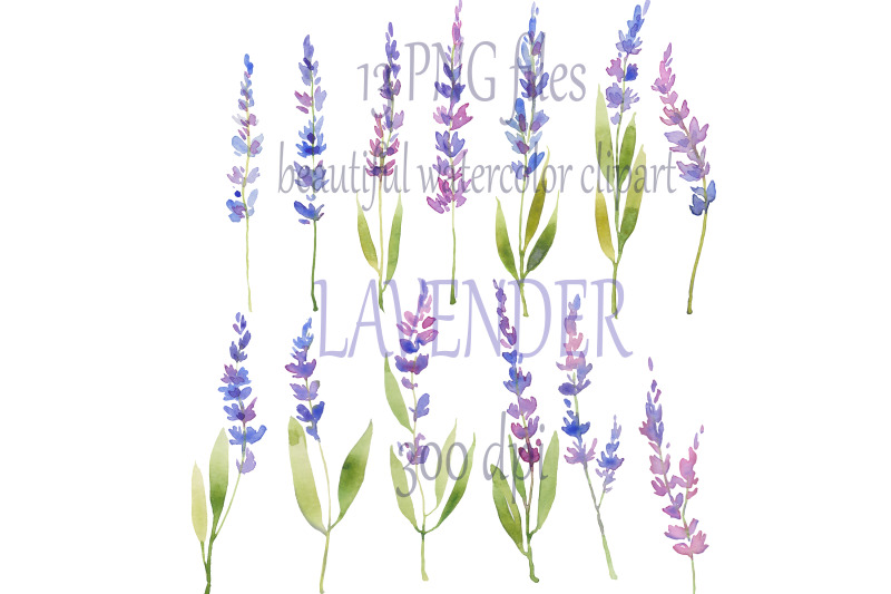 watercolor-hand-painted-lavender-clipart