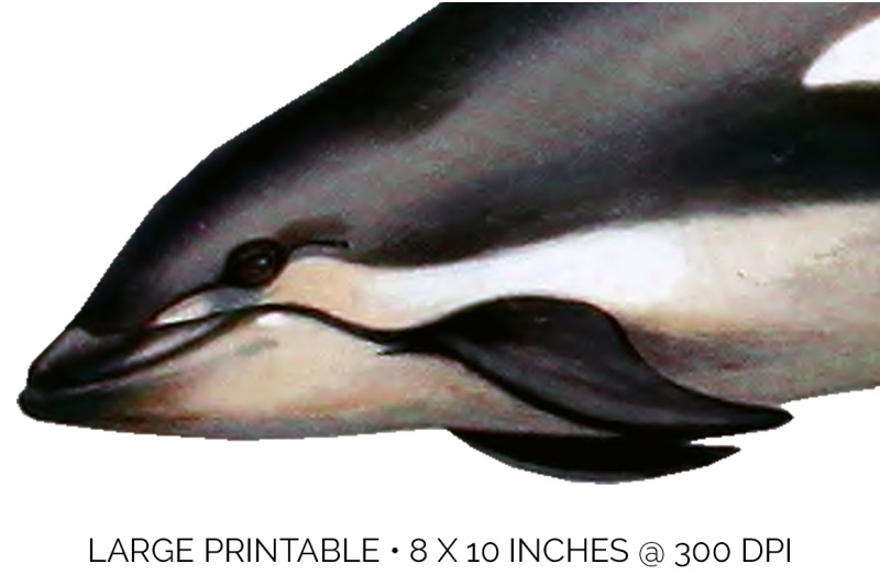 dolphin-clipart-white-sided-dolphin