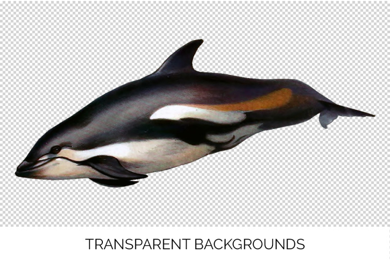 dolphin-clipart-white-sided-dolphin