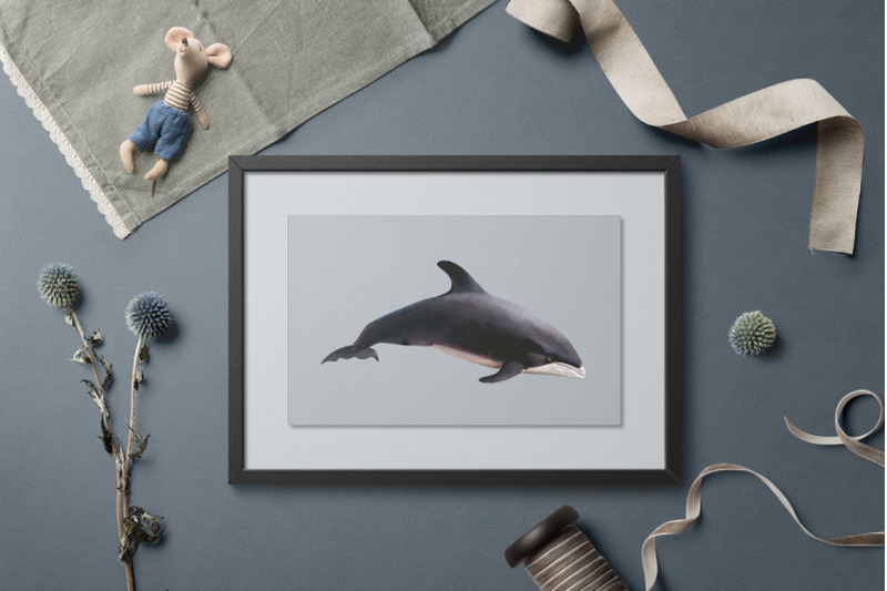 dolphin-clipart-white-beaked-dolphin