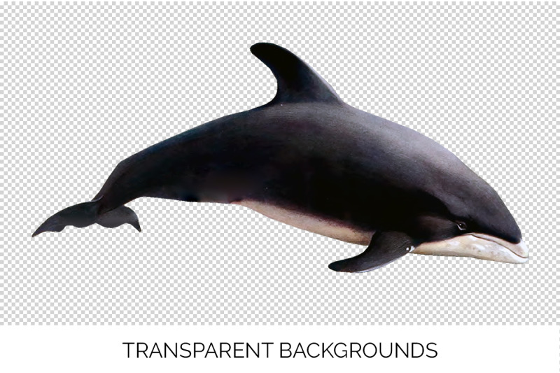 dolphin-clipart-white-beaked-dolphin