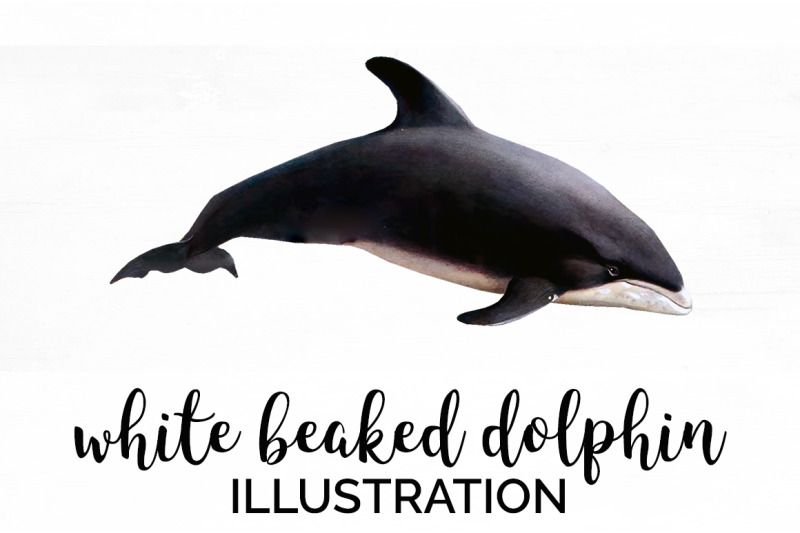 dolphin-clipart-white-beaked-dolphin