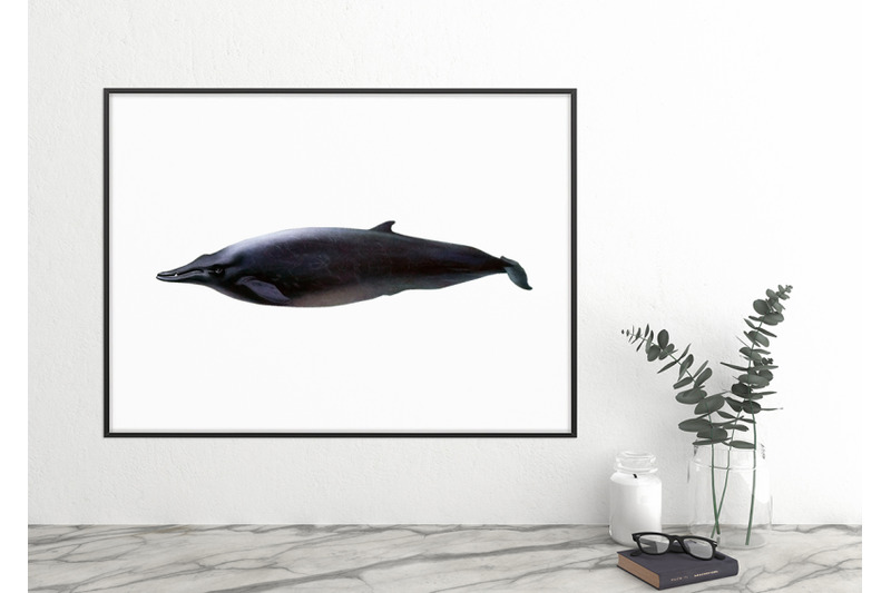 whale-beaked-clipart