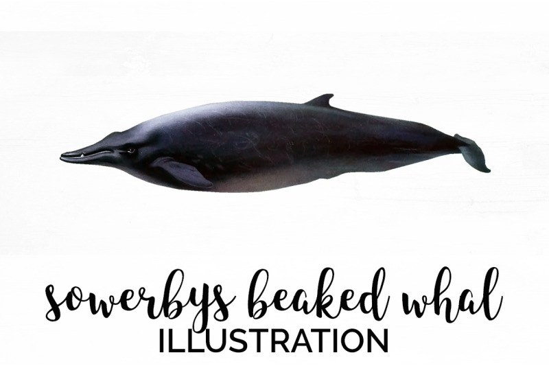 whale-beaked-clipart