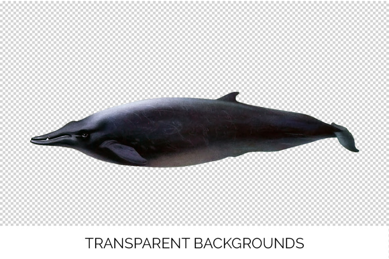 whale-beaked-clipart