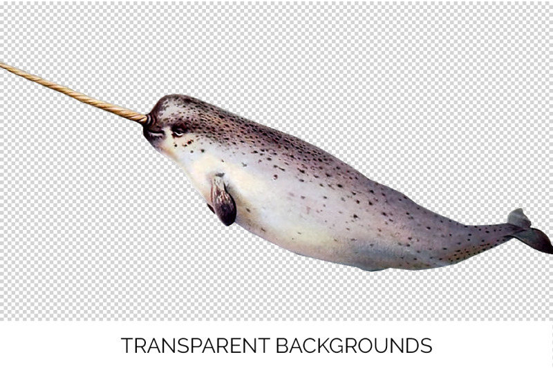 narwhal-clipart