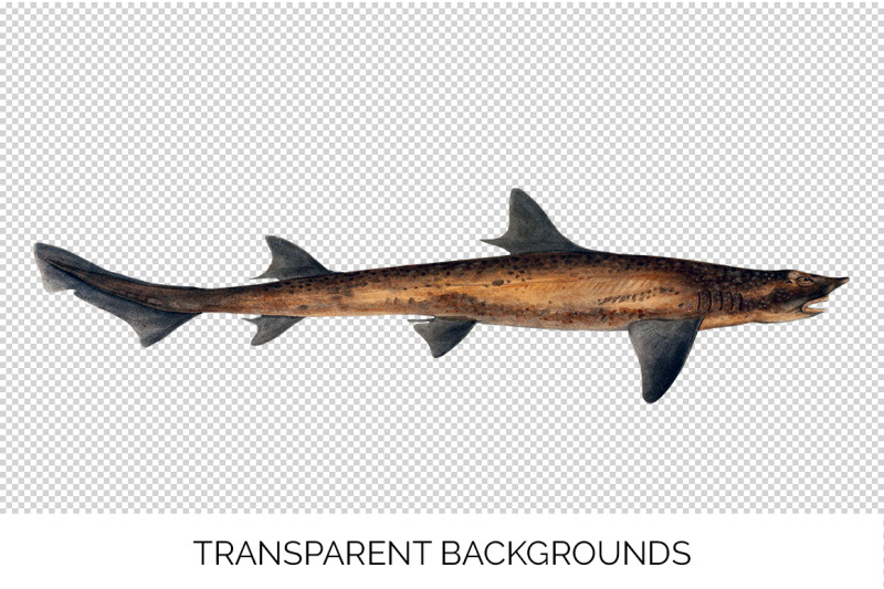 shark-clipart-banded-houndshark-shark